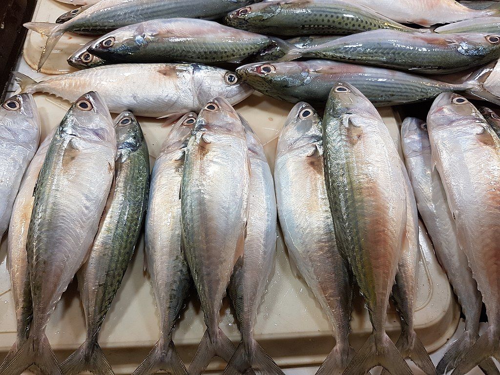Ikan Sehat yang Wajib Dikonsumsi untuk Jantung Kuat
